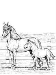 De paarden zijn boerderijdieren, huisdieren worden gebruikt voor vee schot, voor rijden en dressuur. Kids N Fun 63 Kleurplaten Van Paarden