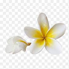 Check spelling or type a new query. Balinese People Flower Frangipani Pig Roast Bali Indonesia Bali Png Pngegg