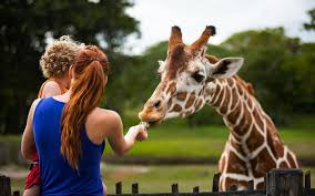 Pet friendly hotels in miami. Family Fun At Zoo Miami