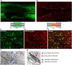 Image result for Dark Hunter Green 1996 AAV