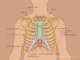 Anatomy human rib cage 3d model. How Many Ribs Are In A Male Body Quora