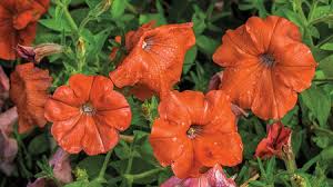 Petunia wave seeds, petunia f1wave series to grow from seeds, these are siimilar in habit to surfinia petunias with masses of flowers on cascading branches. How The Transgenic Petunia Carnage Of 2017 Began Science Aaas
