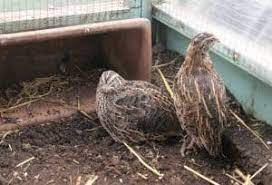 Alas kandang burung puyuh sebaiknya menggunakan bahan yang berlubang dengan tujuan kotoran dari burung puyuh dapat langsung turun ke tempat untuk menjaga puyuh dari serangan penyakit maka kebersihan kandang burung puyuh harus diperhatikan dan perlu dilakukan vaksinasi terhadap. Cara Budidaya Burung Puyuh Hutan Bagi Pemula Tips Perawatan Ilmubudidaya Com