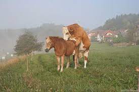 And you are a blind cow. Blinde Kuh Blinde Kuh Kuh Blinde