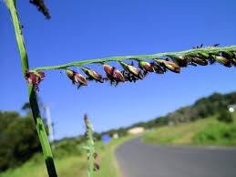 Image result for Urochloa umbellata
