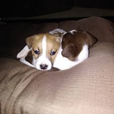 Find puppies for sale near me. Give Away Puppies For Free Home Facebook