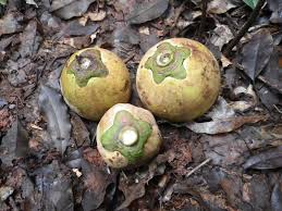 Image result for Diospyros crassiflora