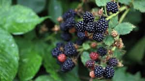 Maybe you would like to learn more about one of these? Why Are There White Spots On My Blackberries