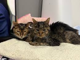 ペットのペットロス | 悪性リンパ腫と闘う事になった父と娘のブログ