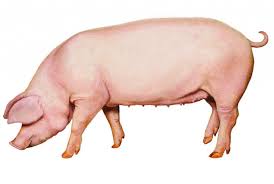 Hunde in schweizer tierheimen oder pflegestellen die ein neues zuhause suchen. Welche Schweinerassen Gib Es