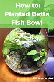 Betta Bowl Setup Step By Step Guide In 2020 Betta Fish Bowl Betta Fish Care Fish Tank Plants