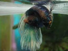 Wow 9 Proven Steps How To Breed Betta Fish The Easy Way Breeding Betta Fish Betta Breeding Betta