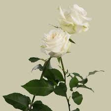 Check spelling or type a new query. Candlelight Garden Rose Sami Sacha Flowers