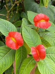 Image result for Psychotria vogeliana