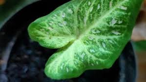 Harganya yang fantastis membuat tanaman ini cocok dibudidayakan atau dijadikan. 2 Tanaman Hias Booming Di Malaysia Harga Tembus Rp 21 Juta