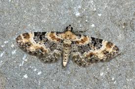 Image result for Eupithecia pulchellata