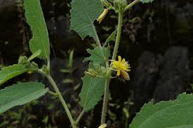 Image result for Triumfetta pilosa