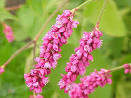Image result for Persicaria hystricula