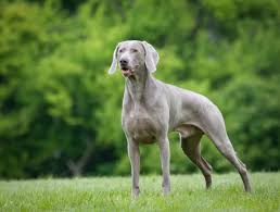 Check out our german shorthaired pointer selection for the very best in unique or custom, handmade pieces from our shops. 11 Noble Facts About Weimaraners Mental Floss