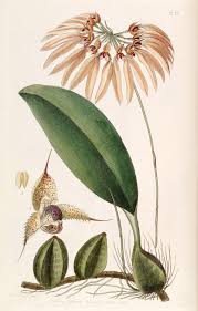 Image result for Bulbophyllum unifoliatum