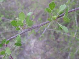 Image result for Commiphora tenuipetiolata