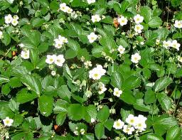 Provide enough, bright sunlight, and they'll continue to flower for long! 25 New House Plan Small House Plants White Flowers