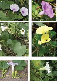 Image result for Ipomoea rubens