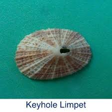 Keyhole Limpet Shell Identification Seashell Identification Sea Shells Sanibel Shells