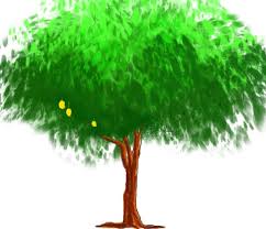 How To Draw Mango Tree Easy Step By Step For Kids How to drawing and coloring mango, tree and apple coloring pages for kids.