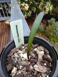 Image result for Streptocarpus solenanthus × eylesii