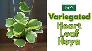 It is an ideal plant for beginners. Variegated Heart Leaf Hoya Hoya Kerrii Variegata How To Grow And Care For The Heart Leaf Hoya Youtube