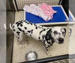 Search texas dog rescues and shelters here. Puppyfinder Com Dalmatian Dogs For Adoption Near Me In Texas Usa Page 1 Displays 10
