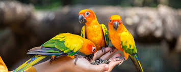There are even a couple of exclusive to exotics clinic in indiana, but be sure to call the clinic of your choice to make sure they will treat your specific kind of exotic pet since just because they treat exotics doesn't mean they treat all species. Exotic Pet Care In Corvallis Or West Hills Animal Hospital
