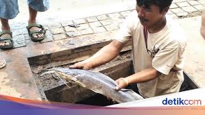 Bukan Karena Jorok Ini Alasan Sesungguhnya Lele Hidup Di Air Keruh