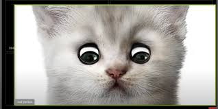 Lawyer cat was a phenomenon that. This Ad Dug Up Unreleased Footage Of The Texas Cat Lawyer