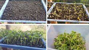 It's also a great way to continue feeding birds (and your family) into the winter months! Microgreens Growing Diary Sunflower Microgreens Steemit