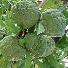Our selection of rare fruit trees are listed below. All About Rare Plant Uncommon Plant Unique Plant And Others Strange Fruit Plants