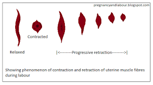 Pin On Pregnancy And Labour