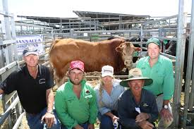 Inlet Views' Simmental tops at $23,000