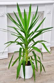 Yuccapalme Riesen Palmlilie Yucca Elephantipes