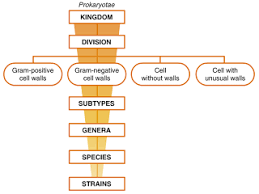 Prokaryotae Chart The Major Characteristics Used To