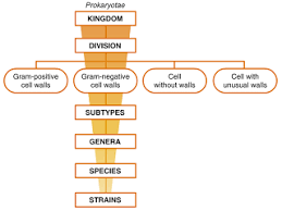 prokaryotae chart the major characteristics used to