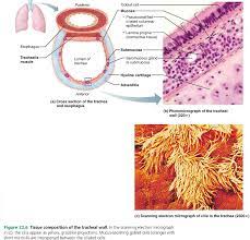 Pin By Paula Wilson On A P I Anatomy And Physiology Hyaline Cartilage Anatomy