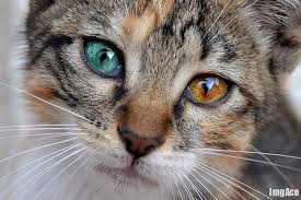 However, cat eyes come in a rainbow of colors from gold and orange to green and blue. 34 Cats Wallpaper Images Different Colors On Wallpapersafari