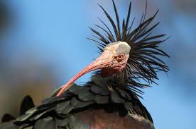 Waldrapp Northern Bald Ibis Extinct In The Wild Europe One Of The Rarest Birds Worldwide Effords To Breed The Northern Bald Ibis In Captivity Wer Tiere