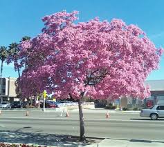 Image result for Tabebuia heterophylla