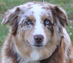 Information about choosing a breeder can be found here. Akc Australian Shepherd Breeders In North Carolina Ramblin Ridge Aussies