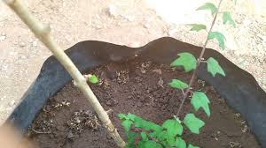 Nama tanaman / pohon yang bisa di jadikan bonsai. Ground Wareng Bintang Bareng Kak Susmi By My Garden