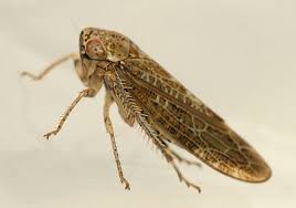 Image result for Atractus modestus