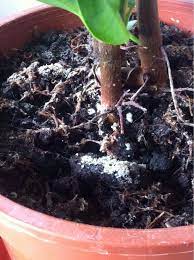 White Fungus On Soil This Fungus Often Appears On The Surface Of Indoor Potting Soil That Is Kept Too Wet It Is Not H Plant Fungus Plants Easy Plants To Grow